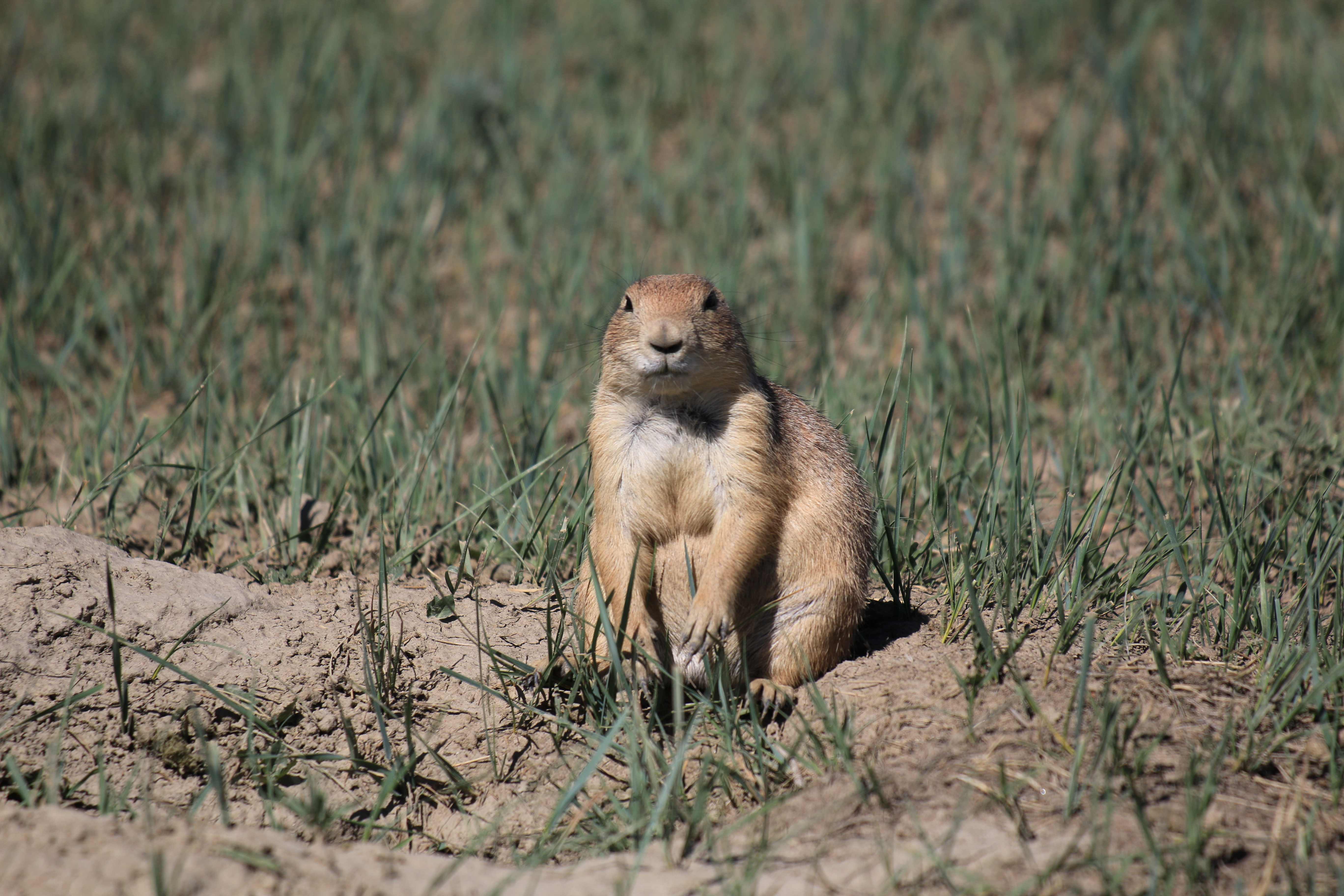 Theodore Roosevelt NP